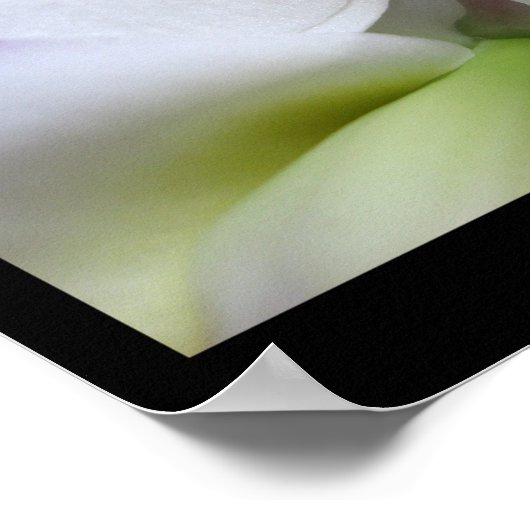 6 Witte orchideeën Phalaenopsis Poster Prints (Hoek)