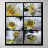 6 Witte orchideeën Phalaenopsis Poster Prints (Voorkant)