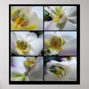 6 Witte orchideeën Phalaenopsis Poster Prints