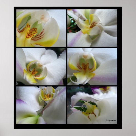 6 Witte orchideeën Phalaenopsis Poster Prints (Voorkant)