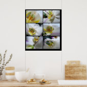 6 Witte orchideeën Phalaenopsis Poster Prints (Keuken)