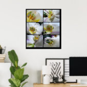 6 Witte orchideeën Phalaenopsis Poster Prints (Thuiskantoor)