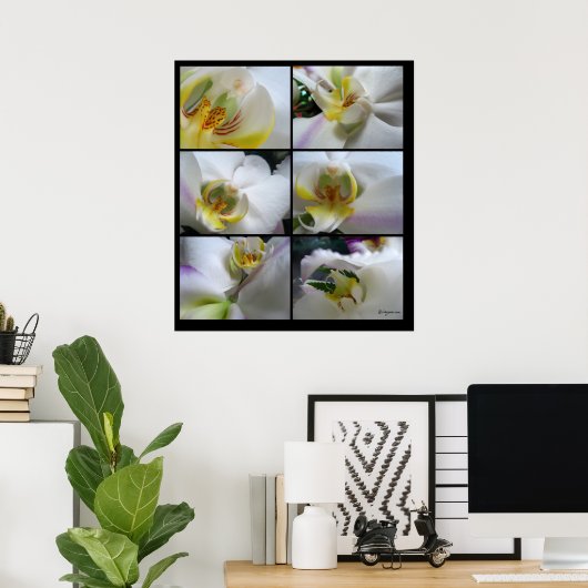 6 Witte orchideeën Phalaenopsis Poster Prints (Thuiskantoor)