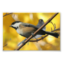 6 x 4 inch, Kodak Professional-fotopapier (Satin)