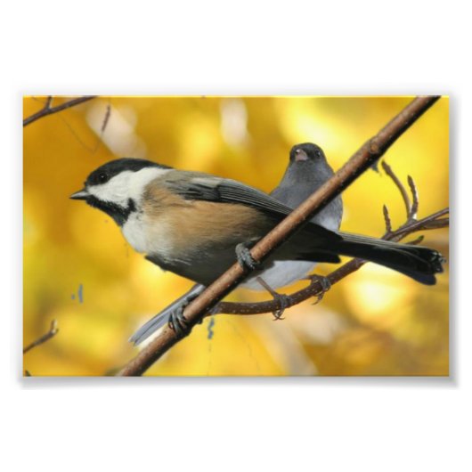 6 x 4 inch, Kodak Professional-fotopapier (Satin) Foto Afdruk (Voorkant)