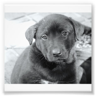 6 x 4 inch, Kodak Professional-fotopapier (Satin) Foto Afdruk