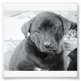 6 x 4 inch, Kodak Professional-fotopapier (Satin) Foto Afdruk