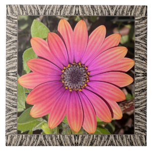 6 "x 6" keramische Tegel met Brilliant Gazania Tegeltje