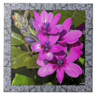 6 "x 6" Keramische Tegel met Magenta Baboon Flower Tegeltje