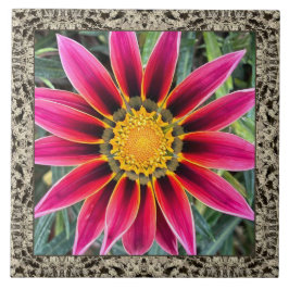 6 "x 6" keramische Tegel met Magenta Gazania Tegeltje