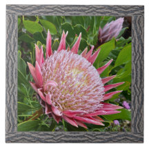 6 "x 6" keramische Tegel met mooie roze Protea