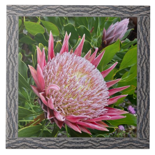 6 "x 6" keramische Tegel met mooie roze Protea Tegeltje (Voorkant)