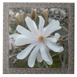 6 "x 6" keramische Tegel met mooie witte magnolia Tegeltje