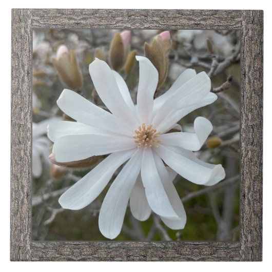 6 "x 6" keramische Tegel met mooie witte magnolia Tegeltje (Voorkant)