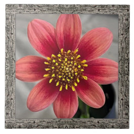 6 "x 6" keramische Tegel met opvallende Sienna Dah Tegeltje