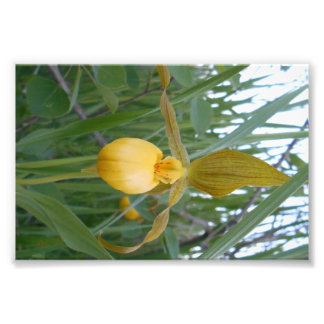 6x4 Foto afdrukken