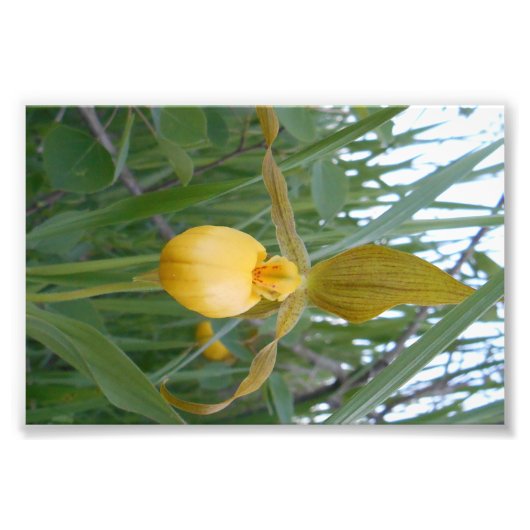 6x4 Foto afdrukken (Voorkant)