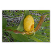 6x4 Foto afdrukken (Voorkant)