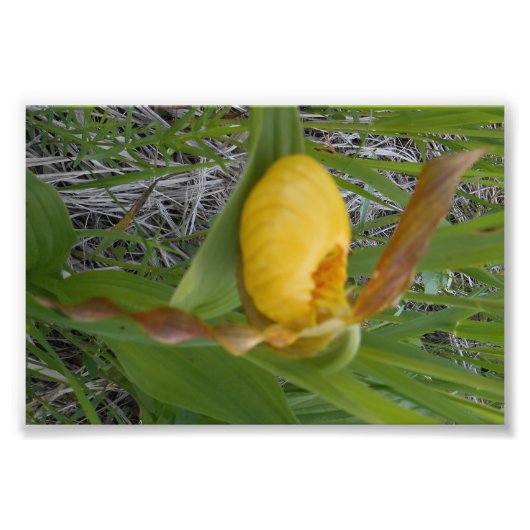 6x4 Foto afdrukken (Voorkant)