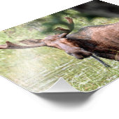 6x4 foto-eiland van de mazen foto afdruk (Hoek)