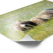 6x4 foto-eiland van grizzly beren foto afdruk (Hoek)