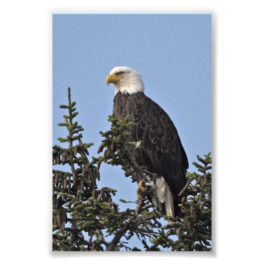 6x4 foto van adelaars afdruk (Voorkant)