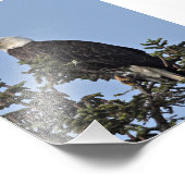 6x4 foto van adelaars foto afdruk (Hoek)