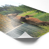 6x4 foto van grizzly beer afdruk (Hoek)