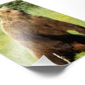 6x4 foto van grizzly beer afdruk (Hoek)