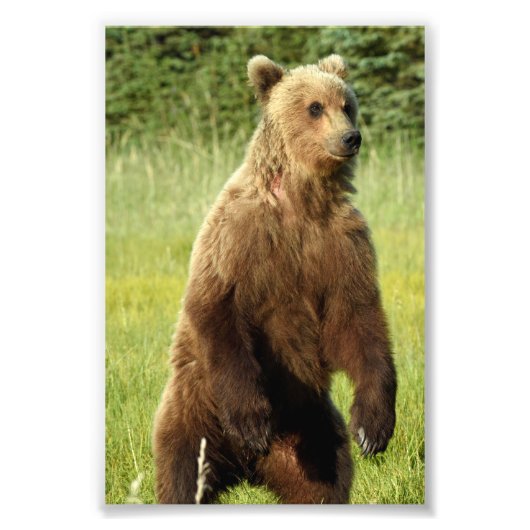 6x4 foto van grizzly beer afdruk (Voorkant)