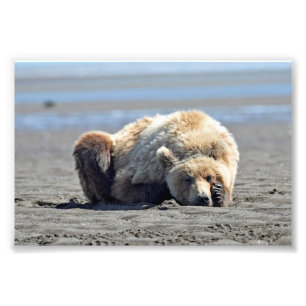 6x4 foto van grizzly beer afdruk