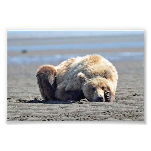 6x4 foto van grizzly beer afdruk (Voorkant)