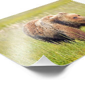6x4 foto van grizzly beer afdruk (Hoek)