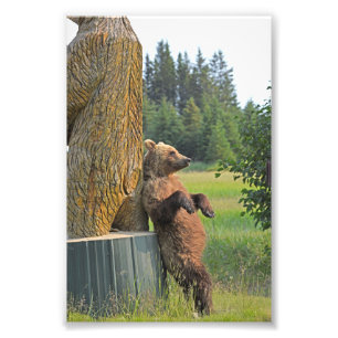 6x4 foto van grizzly beer foto afdruk