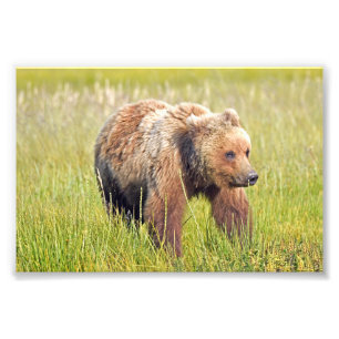 6x4 foto van grizzly beer foto afdruk