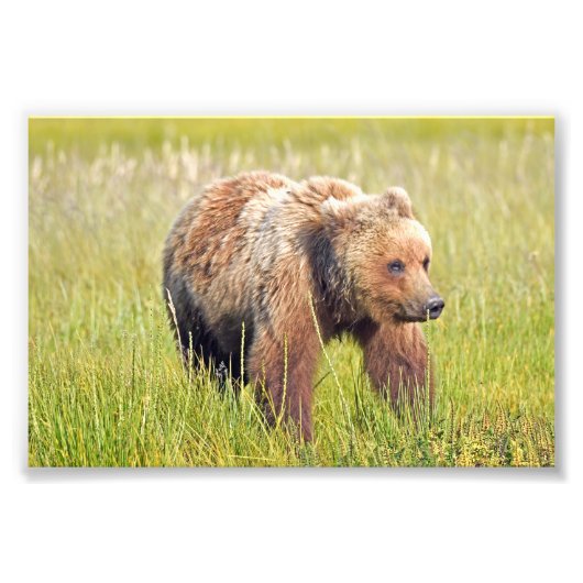 6x4 foto van grizzly beer foto afdruk (Voorkant)