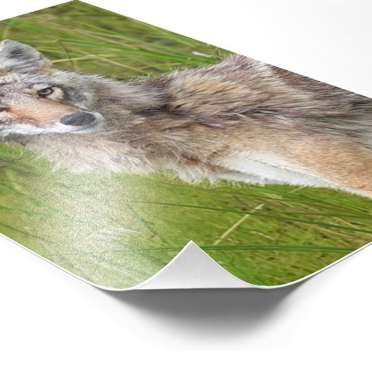 6x4-fotocoyote foto afdruk (Hoek)