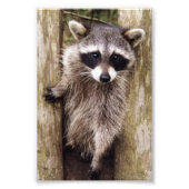 6x4-fotoracoon foto afdruk (Voorkant)