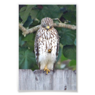 6x4 fotovalk foto afdruk