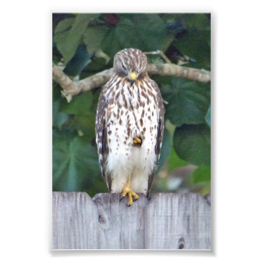 6x4 fotovalk foto afdruk (Voorkant)