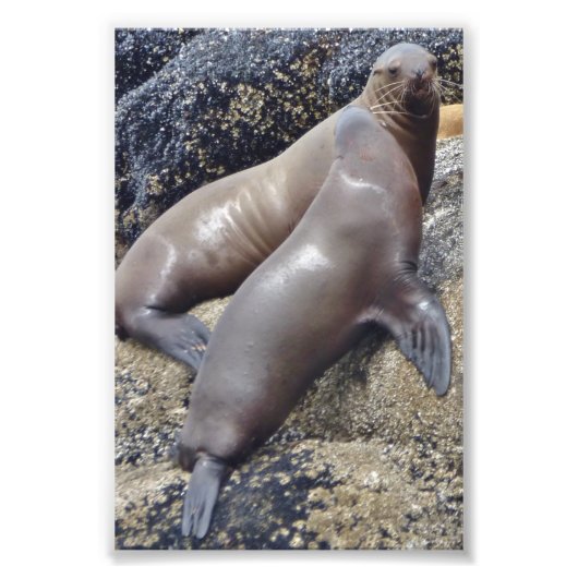 6x4 fotozegels foto afdruk (Voorkant)