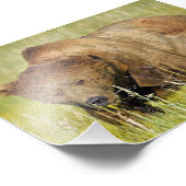 6x4 Satin Foto van grizzly beer Afdruk (Hoek)