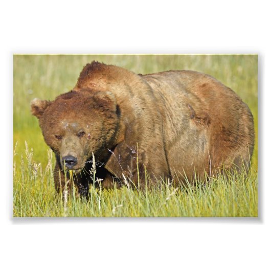 6x4 Satin Foto van grizzly beer Afdruk (Voorkant)