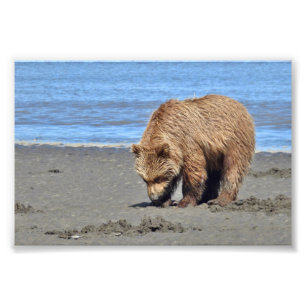 6x4 Satin Foto van grizzly beer cub Afdruk
