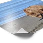 6x4 Satin Foto van grizzly beer cub Foto Afdruk (Hoek)