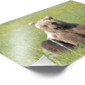 6x4 Satin Foto van grizzly beer Foto Afdruk (Hoek)