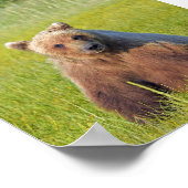6x6 Poster papier (Matte) met grizzly beer (Hoek)