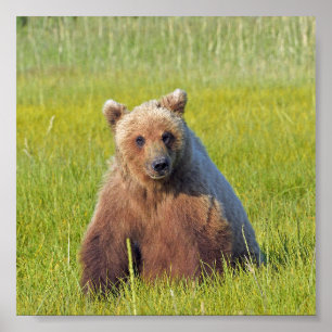 6x6 Poster papier (Matte) met grizzly beer