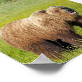 6x6 Poster papier (Matte) met grizzly beer (Hoek)