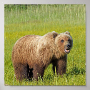 6x6 Poster papier (Matte) met grizzly beer